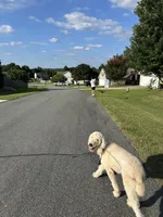 Ruby, a female Poodle - Standard  for sale in Winston-Salem, NC – Photo 2 of 5