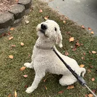 Ruby, a female Poodle - Standard  for sale in Winston-Salem, NC – Photo 1 of 5