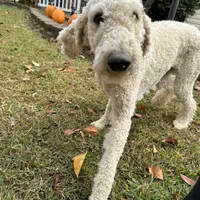 Ruby, a female Poodle - Standard  for sale in Winston-Salem, NC – Photo 5 of 5