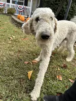 Ruby, a female Poodle - Standard  for sale in Winston-Salem, NC – Photo 5 of 5