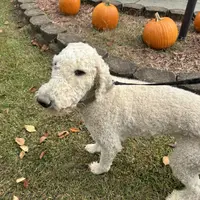 Ruby, a female Poodle - Standard  for sale in Winston-Salem, NC – Photo 3 of 5