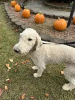 Ruby, a female Poodle - Standard  for sale in Winston-Salem, NC – Photo 3 of 5