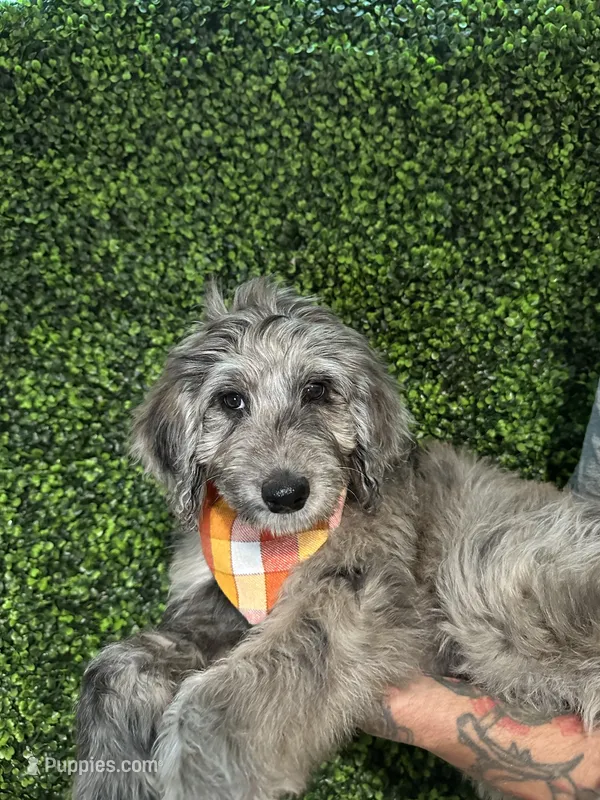 Reptar (Lime)- Rugrats Litter, a male Aussiedoodle for sale in Winston-Salem, NC – Photo 1 of 10