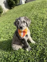 Reptar (Lime)- Rugrats Litter, a male Aussiedoodle for sale in Winston-Salem, NC – Photo 2 of 10