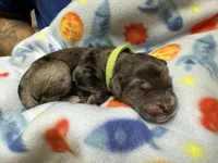 Reptar (Lime)- Rugrats Litter, a male Aussiedoodle for sale in Winston-Salem, NC – Photo 10 of 10