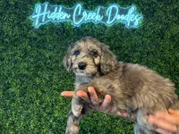 Reptar (Lime)- Rugrats Litter, a male Aussiedoodle for sale in Winston-Salem, NC – Photo 4 of 10