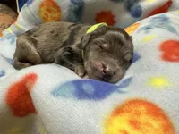 Reptar (Lime)- Rugrats Litter, a male Aussiedoodle for sale in Winston-Salem, NC – Photo 9 of 10