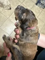 Dolly - F1 Aussiedoodle, a female Aussiedoodle for sale in Winston-Salem, NC – Photo 7 of 7