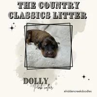 Dolly - F1 Aussiedoodle, a female Aussiedoodle for sale in Winston-Salem, NC – Photo 5 of 7