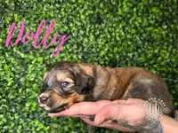 Dolly - F1 Aussiedoodle, a female Aussiedoodle for sale in Winston-Salem, NC – Photo 4 of 7