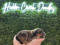 Dolly - F1 Aussiedoodle, a female Aussiedoodle for sale in Winston-Salem, NC – Photo 6 of 7