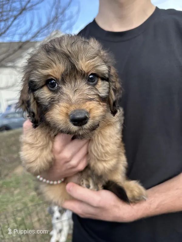 Dolly - F1 Aussiedoodle, a female Aussiedoodle for sale in Winston-Salem, NC – Photo 1 of 7
