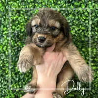 Dolly - F1 Aussiedoodle, a female Aussiedoodle for sale in Winston-Salem, NC – Photo 3 of 7