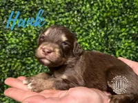 Hank -Blue Collar, a male Aussiedoodle for sale in Winston-Salem, NC – Photo 2 of 5
