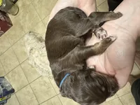 Hank -Blue Collar, a male Aussiedoodle for sale in Winston-Salem, NC – Photo 5 of 5