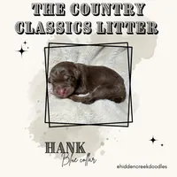 Hank -Blue Collar, a male Aussiedoodle for sale in Winston-Salem, NC – Photo 3 of 5