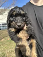 June Carter Cash, a female Aussiedoodle for sale in Winston-Salem, NC – Photo 5 of 10
