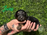 June Carter Cash, a female Aussiedoodle for sale in Winston-Salem, NC – Photo 9 of 10