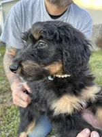 June Carter Cash, a female Aussiedoodle for sale in Winston-Salem, NC – Photo 4 of 10