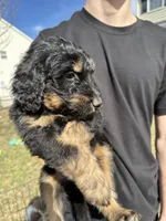 June Carter Cash, a female Aussiedoodle for sale in Winston-Salem, NC – Photo 6 of 10