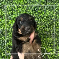 June Carter Cash, a female Aussiedoodle for sale in Winston-Salem, NC – Photo 7 of 10