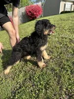 June Carter Cash, a female Aussiedoodle for sale in Winston-Salem, NC – Photo 3 of 10