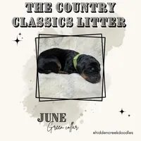 June Carter Cash, a female Aussiedoodle for sale in Winston-Salem, NC – Photo 10 of 10