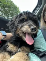 June Carter Cash, a female Aussiedoodle for sale in Winston-Salem, NC – Photo 1 of 10
