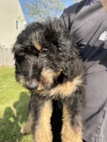 June Carter Cash, a female Aussiedoodle for sale in Winston-Salem, NC – Photo 2 of 10
