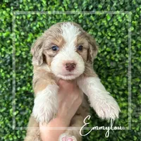 Emmylou -F1 Aussiedoodle, a female Aussiedoodle for sale in Winston-Salem, NC – Photo 5 of 10