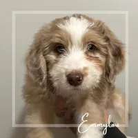 Emmylou -F1 Aussiedoodle, a female Aussiedoodle for sale in Winston-Salem, NC – Photo 4 of 10