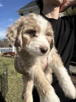 Emmylou -F1 Aussiedoodle, a female Aussiedoodle for sale in Winston-Salem, NC – Photo 2 of 10