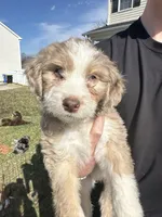 Emmylou -F1 Aussiedoodle, a female Aussiedoodle for sale in Winston-Salem, NC – Photo 3 of 10
