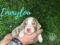 Emmylou -F1 Aussiedoodle, a female Aussiedoodle for sale in Winston-Salem, NC – Photo 7 of 10