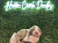 Emmylou -F1 Aussiedoodle, a female Aussiedoodle for sale in Winston-Salem, NC – Photo 9 of 10