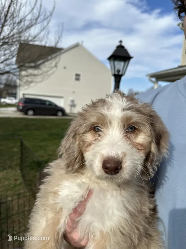 Emmylou -F1 Aussiedoodle, a female Aussiedoodle for sale in Winston-Salem, NC – Photo 1 of 10