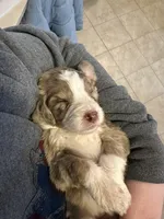 Emmylou -F1 Aussiedoodle, a female Aussiedoodle for sale in Winston-Salem, NC – Photo 6 of 10