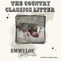 Emmylou -F1 Aussiedoodle, a female Aussiedoodle for sale in Winston-Salem, NC – Photo 8 of 10