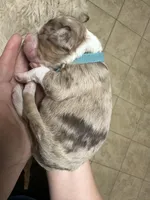 Emmylou -F1 Aussiedoodle, a female Aussiedoodle for sale in Winston-Salem, NC – Photo 10 of 10