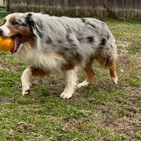 Axle, a male Australian Shepherd for sale in Winston-Salem, NC – Photo 2 of 2