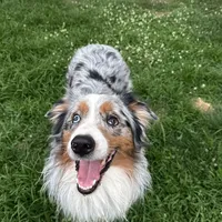 Axle, a male Australian Shepherd for sale in Winston-Salem, NC – Photo 1 of 2