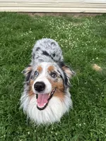 Axle, a male Australian Shepherd for sale in Winston-Salem, NC – Photo 1 of 2