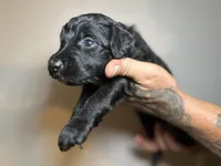 Angelica (Lt.Blue)- Rugrats, a female Aussiedoodle for sale in Winston-Salem, NC – Photo 7 of 9