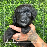 Angelica (Lt.Blue)- Rugrats, a female Aussiedoodle for sale in Winston-Salem, NC – Photo 3 of 9