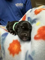 Angelica (Lt.Blue)- Rugrats, a female Aussiedoodle for sale in Winston-Salem, NC – Photo 8 of 9