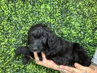 Angelica (Lt.Blue)- Rugrats, a female Aussiedoodle for sale in Winston-Salem, NC – Photo 4 of 9