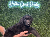 Angelica (Lt.Blue)- Rugrats, a female Aussiedoodle for sale in Winston-Salem, NC – Photo 2 of 9