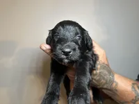 Angelica (Lt.Blue)- Rugrats, a female Aussiedoodle for sale in Winston-Salem, NC – Photo 6 of 9