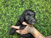 Angelica (Lt.Blue)- Rugrats, a female Aussiedoodle for sale in Winston-Salem, NC – Photo 5 of 9