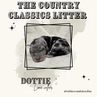 Dottie West, a female Aussiedoodle for sale in Winston-Salem, NC – Photo 3 of 10